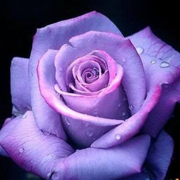 Meet your Posher, Cheryl - Picture 1 of 1